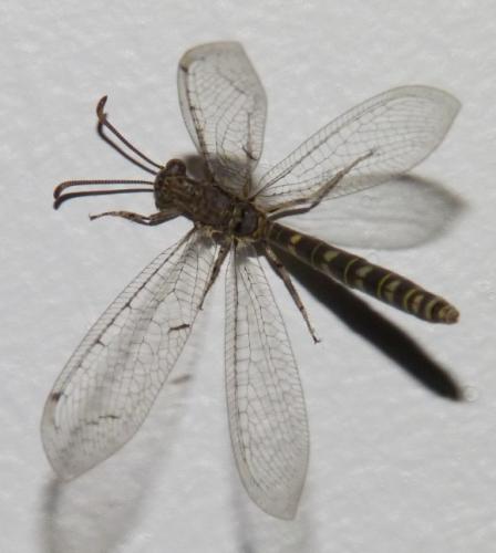 Réf. 158 486 : Neuroleon nemausiensis