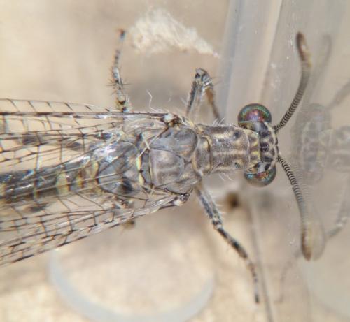 Réf. 158 487 : Neuroleon nemausiensis