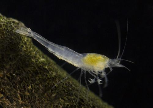 Réf. 158 558 : Gallocaris inermis