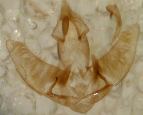 Agonopterix heracliana