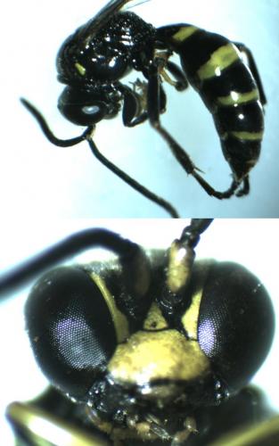 Gorytes laticinctus