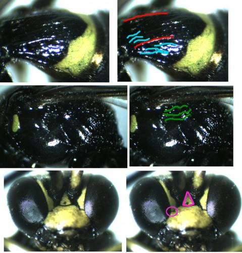 Réf. 158 380 : Gorytes laticinctus