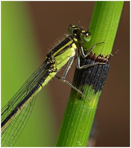Ischnura elegans