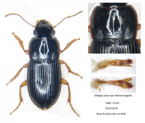 Réf. 158 876 : Harpalus latus