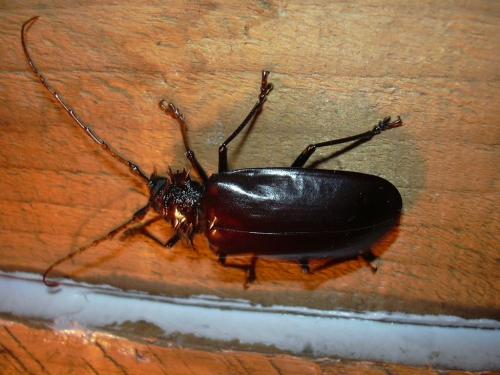 Hoplideres spinipennis
