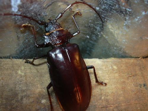 Hoplideres spinipennis
