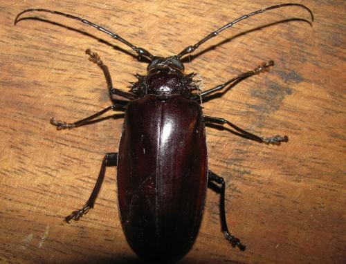 Hoplideres spinipennis