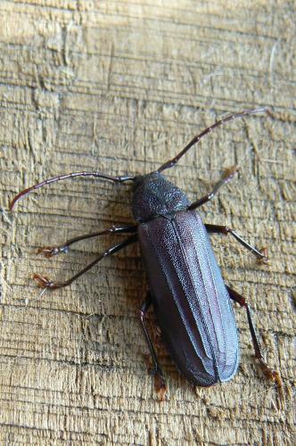 Hovatoma impressicollis