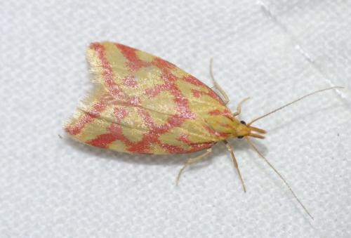 Réf. 158 806 : Hypercallia citrinalis