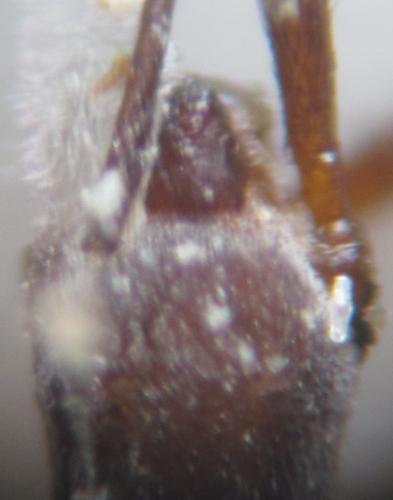 Hydrometra gracilenta