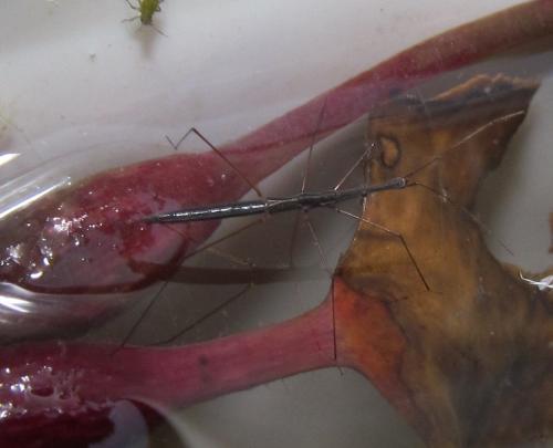 Hydrometra gracilenta