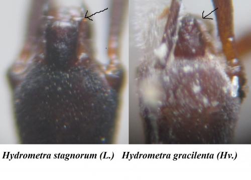 Hydrometra divers