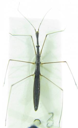 Hydrometra stagnorum