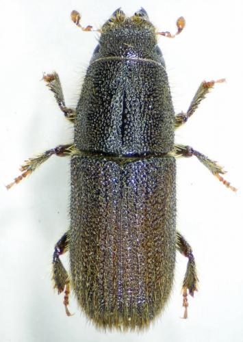Hylurgus ligniperda