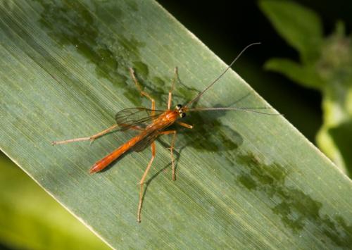 Réf. 158 133 : Netelia sp.