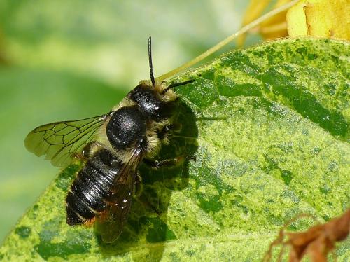 Réf. 158 215 : Megachile centuncularis