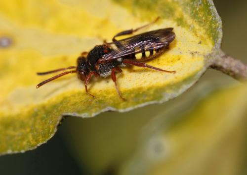 Réf. 158 947 : Nomada sp.