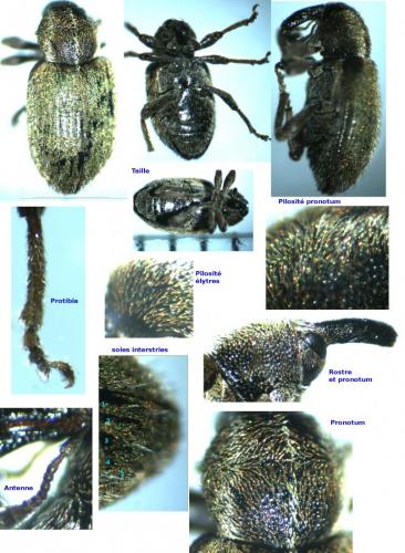 Hypera ononidis