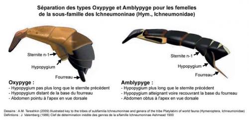 Ichneumoninae divers
