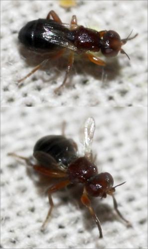 Elachiptera brevipennis