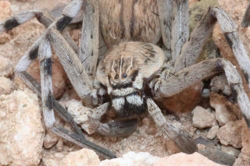 Eusparassus sp.