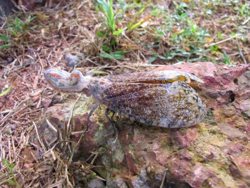 Fulgora laternaria