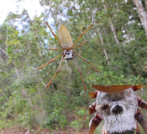 Nephila cornuta