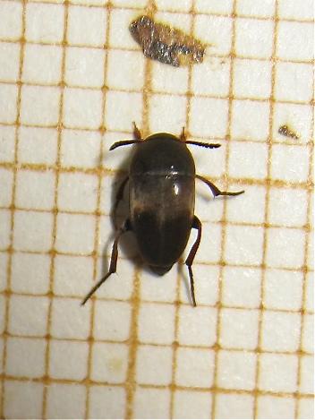 Ptomaphagus subvillosus