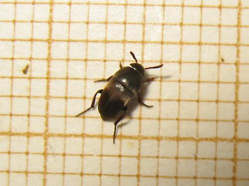 Ptomaphagus subvillosus
