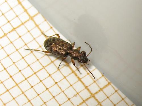 Réf. 158 837 : Asaphidion stierlini