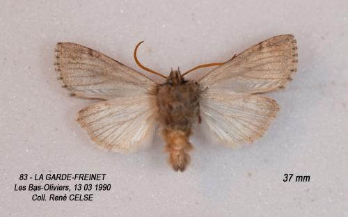 Réf. 158 112 : Polyploca ridens
