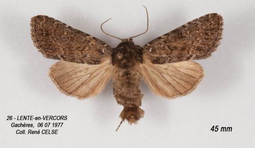 Apamea sp.
