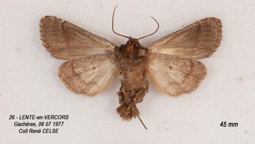 Apamea sp.