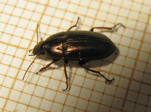 Amara aenea