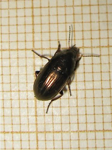 Amara aenea