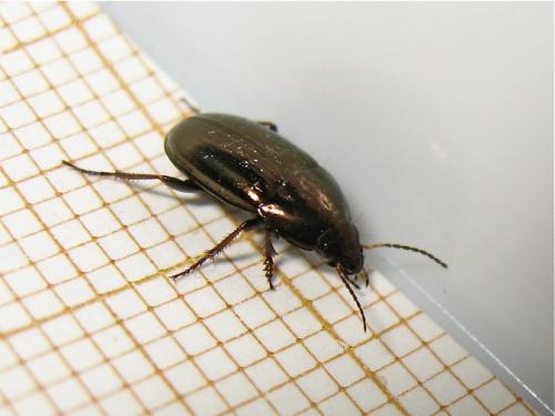 Amara aenea