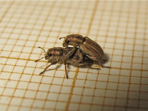 Sitona striatellus