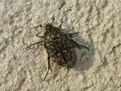Oxythyrea funesta
