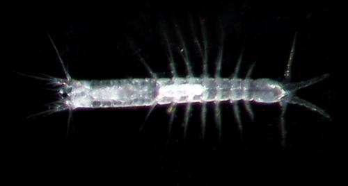 Gallobathynella delayi