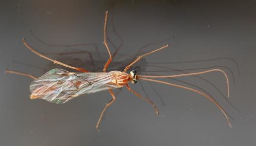 Réf. 158 089 : Ophion obscuratus