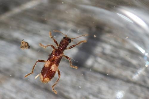 Opilo mollis
