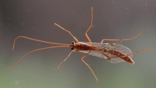 Réf. 158 091 : Ophion obscuratus