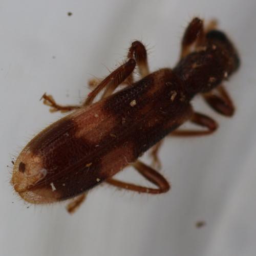 Opilo mollis