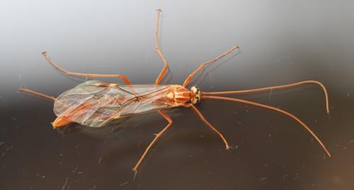 Réf. 158 175 : Ophion obscuratus