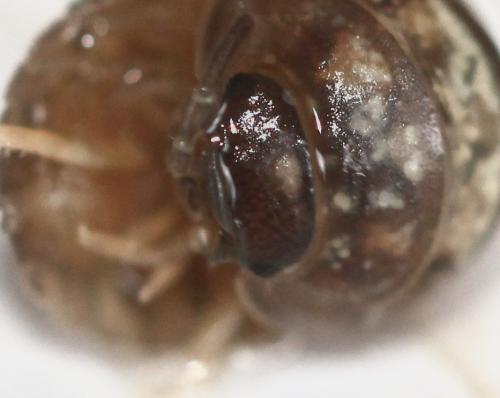 Réf. 158 003 : Armadillidium simoni