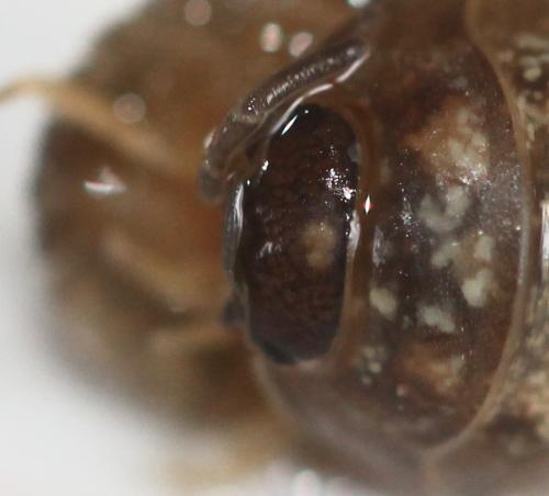 Réf. 158 004 : Armadillidium simoni