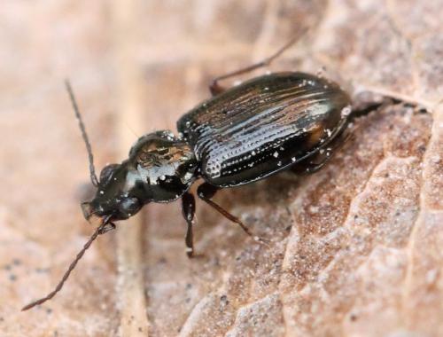 Réf. 158 202 : Bembidion lunulatum