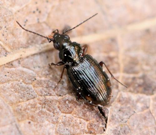 Réf. 158 167 : Bembidion lunulatum