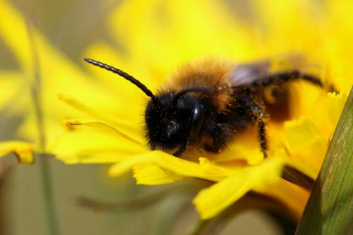 Réf. 158 424 : Andrena thoracica