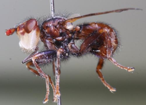 Myopa vicaria